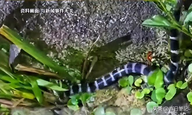 续！身份信息曝光家属发声抢救后称没经验j9九游会网址是什么女游客被蛇咬身亡后(图6)